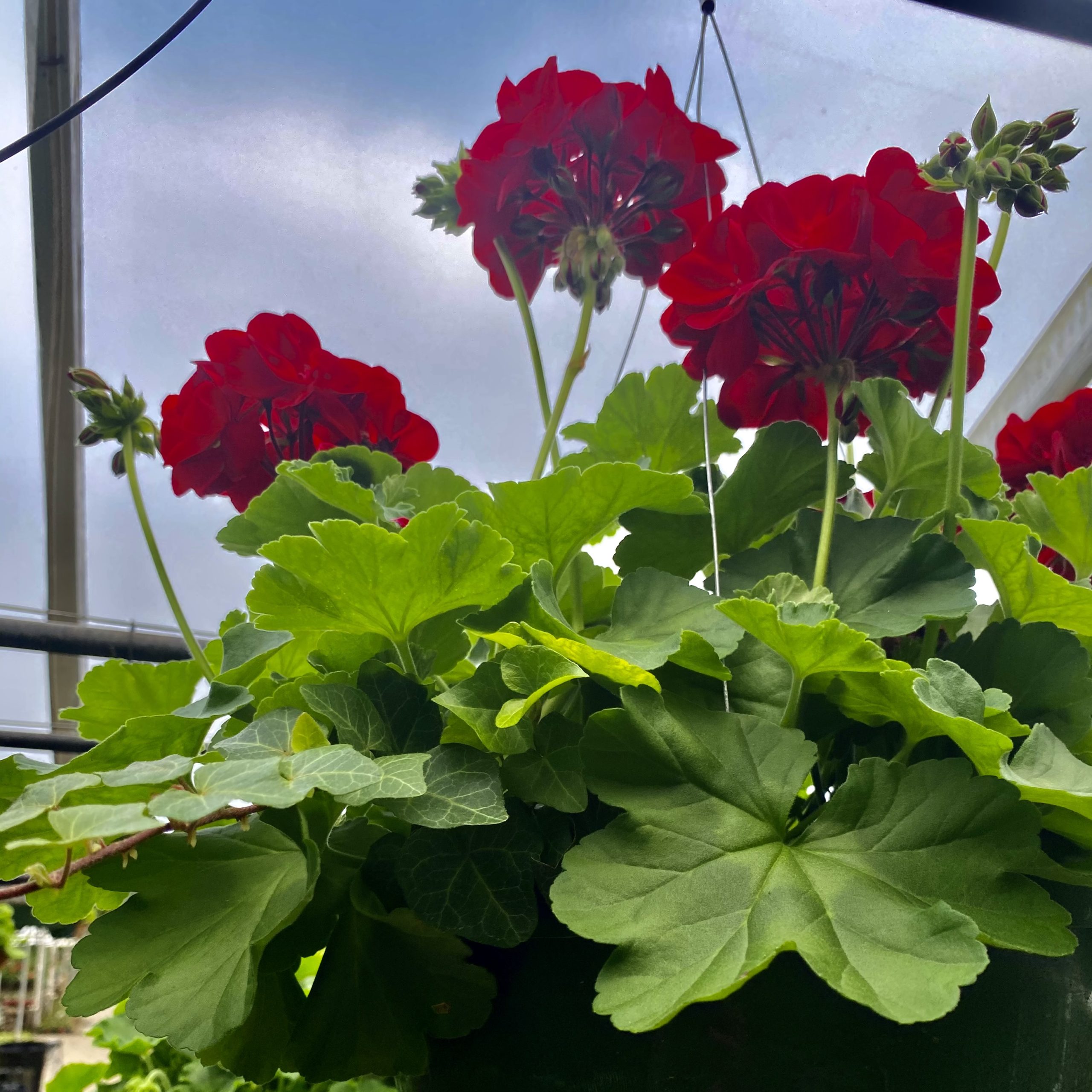 10″ Geranium / Ivy – Red - Spring Flower Sale